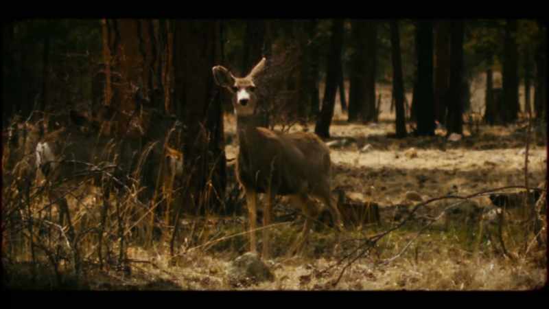 Matt: All right, deer, say hello to your deer god