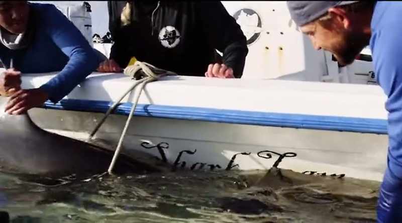 MATT (off-screen): When we talk about bite force in sharks