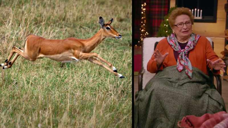 Maybe I'm a gazelle, leaping through life
