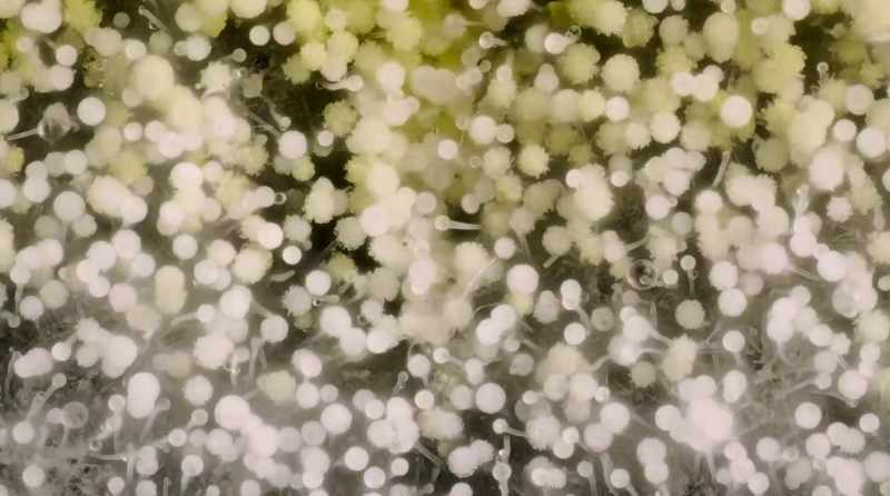 Maybe mycelium already are the dominant species