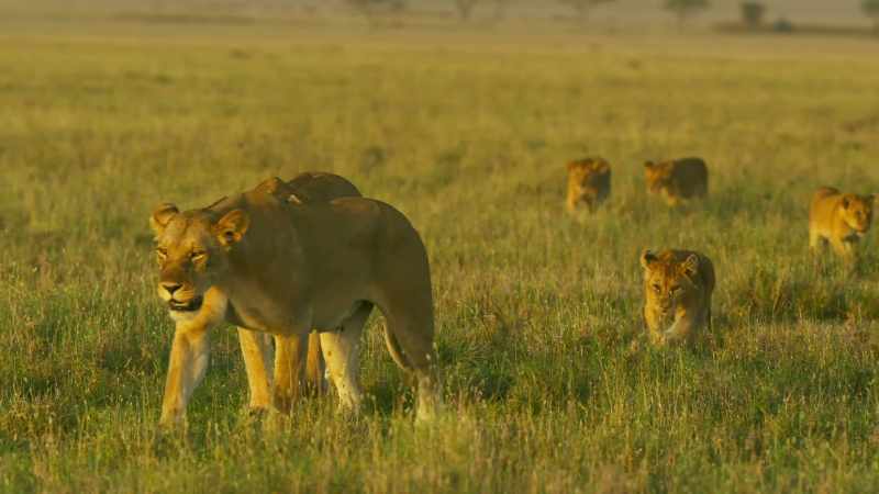 Maybe now nowhere is safe for her cubs