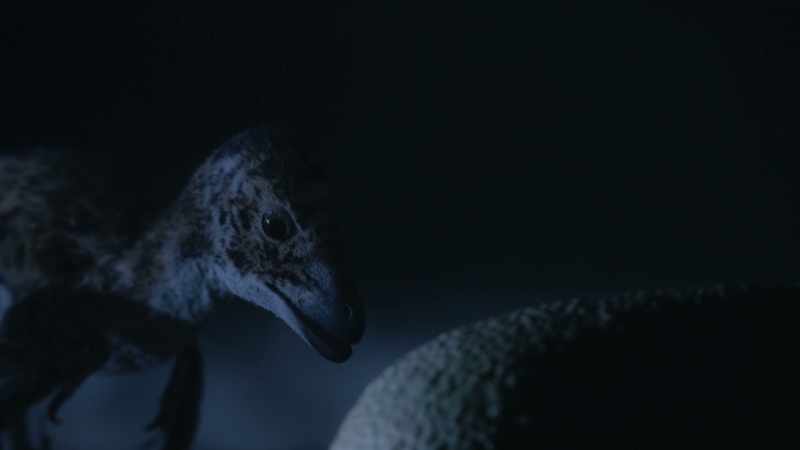 Maybe their beak or perhaps a claw