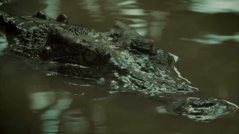 MAYBE THIS IS WHY A CROCODILE