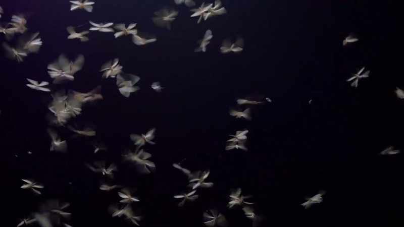 Mayflies, then dies