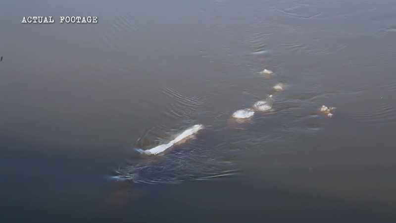 McCAA: When I started filming this object in the river