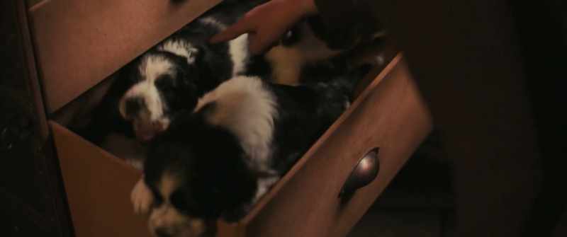 Meet Brutus, Knirps, Ronja, Oskar, Lotte and U