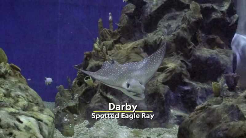 Meet Darby, the spotted eagle ray
