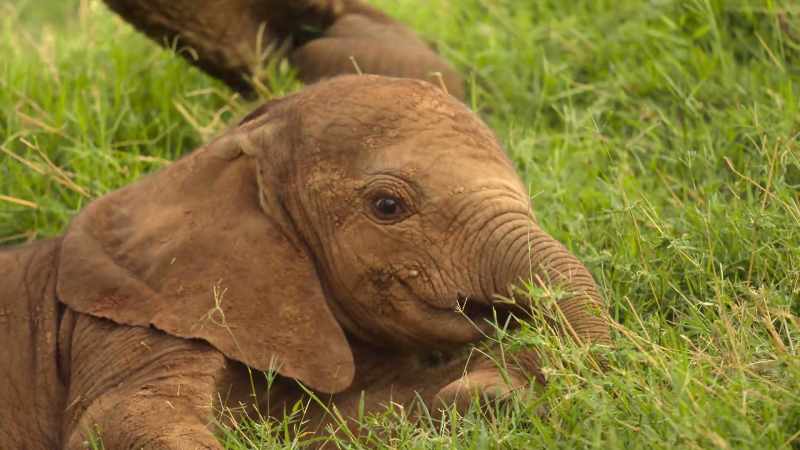 Meet little Jasiri