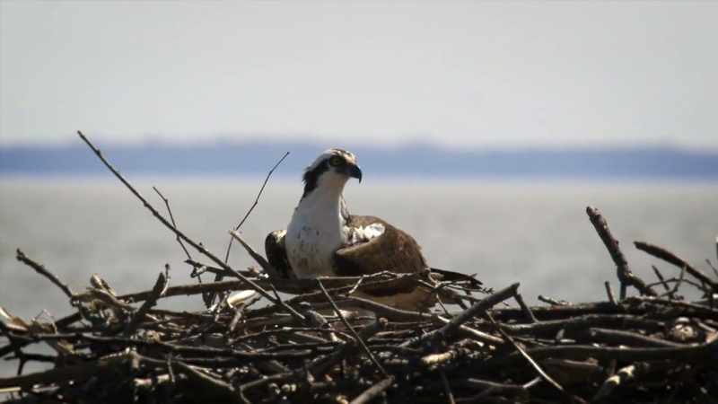 Meet Tom and Audrey Osprey