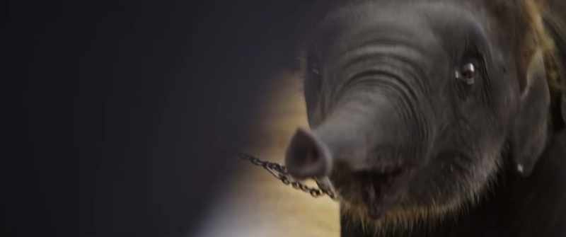 (Melissa): Many elephants experience