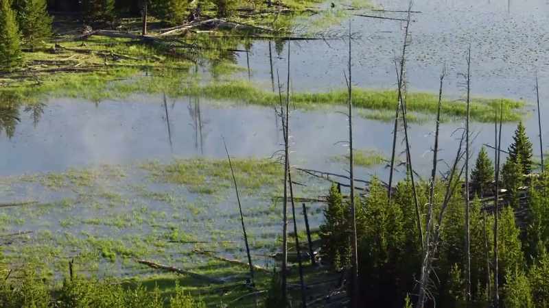 Melting snow and falling rain have revived the marsh