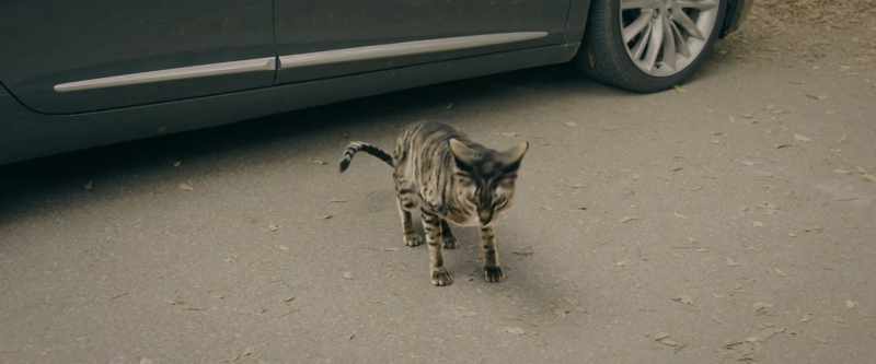 Meow. Meow. Meow