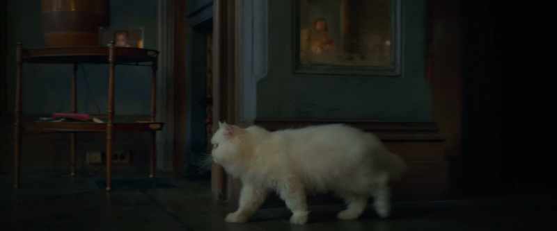 [meowing]