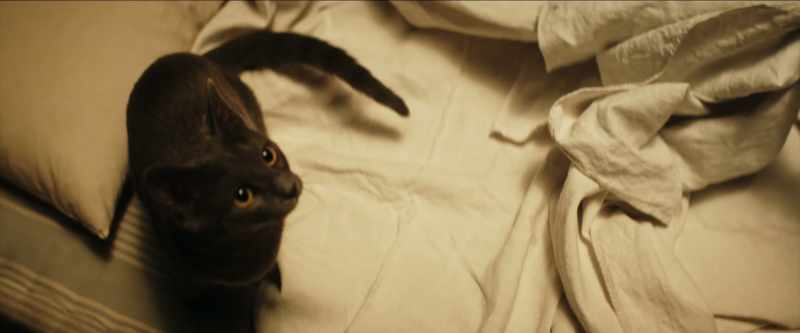 [meowing]