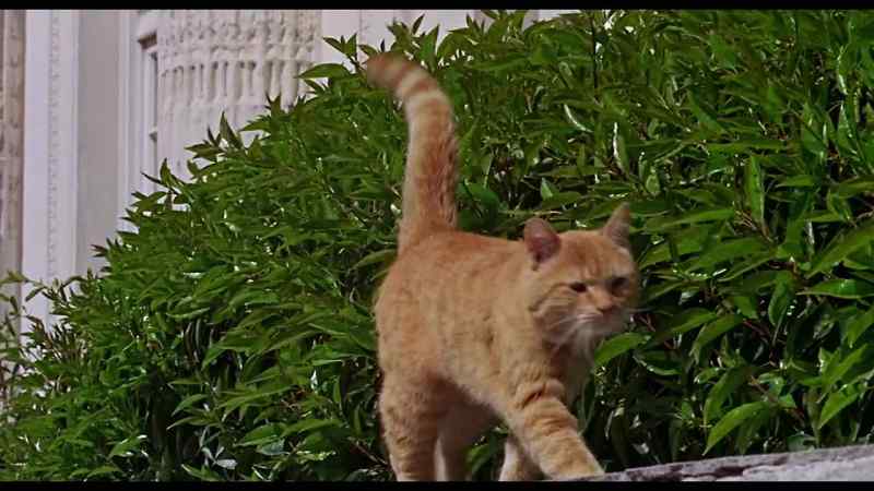 (meowing)