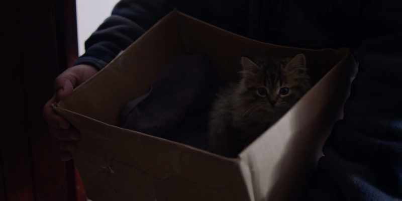 [meows] - Oh