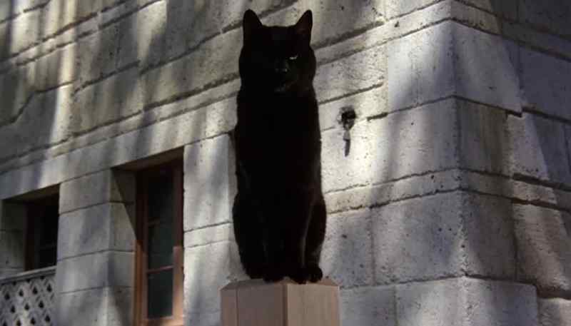 (MEOWS)
