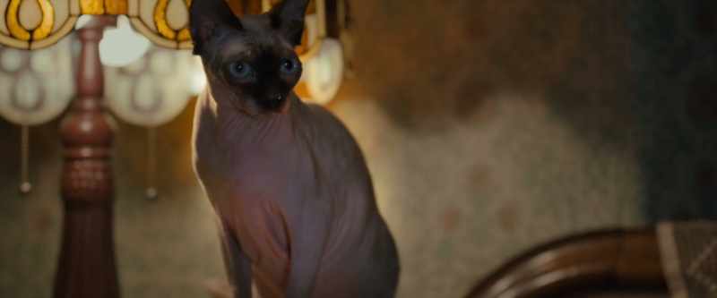 [meows]