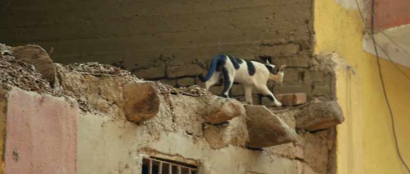 [meows]