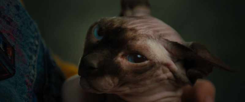 [meows sadly]