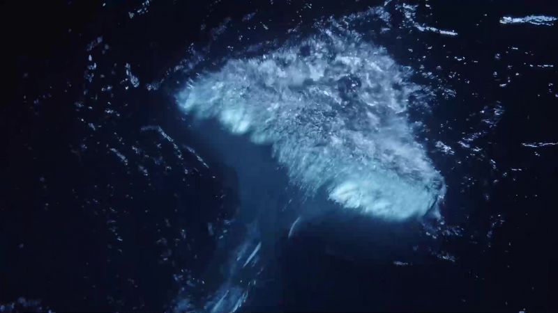 Mermaids?!