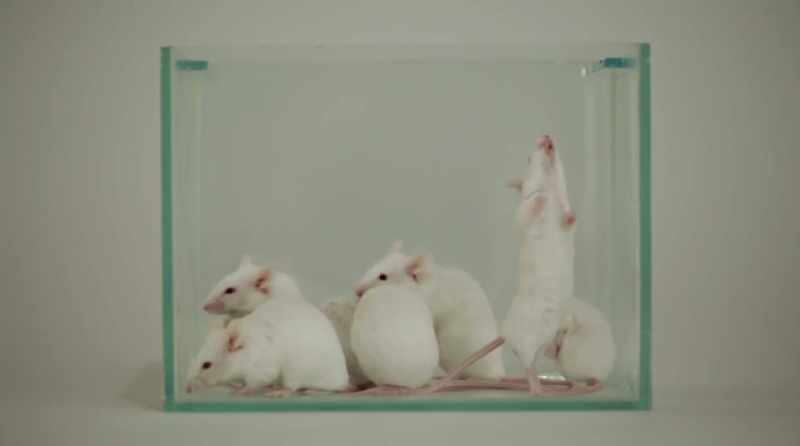 Mice were trained to have a conditioned fear response