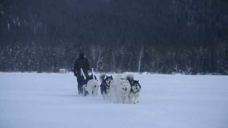 MICHAEL: Dog mushing is more active than taking your