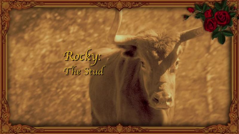 MICHAEL: He's the ranch's prize breeding bull