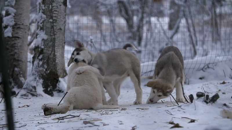 MICHAEL: When I look at these dogs