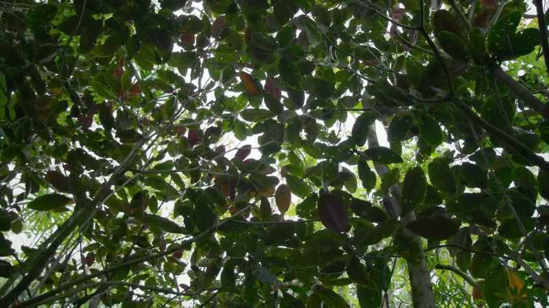 Miconia, it would appear