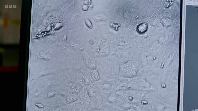Microscopes are key to understanding cells