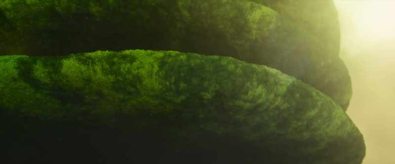 Microscopic stacks called grana bask in the warm rays from the sun