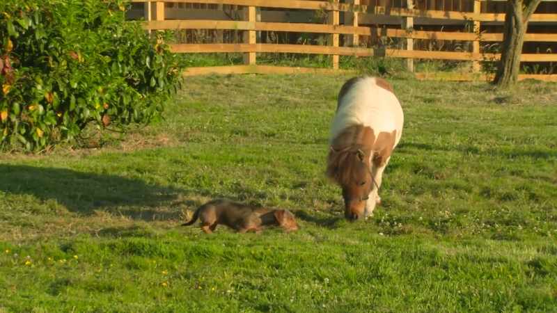 [Midge] Merlin, Merlin! Does your grass need cutting?