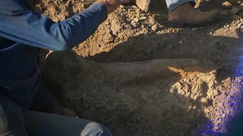 Mike: SOME DINOSAURS COME ALONG AND STEPPED RIGHT HERE