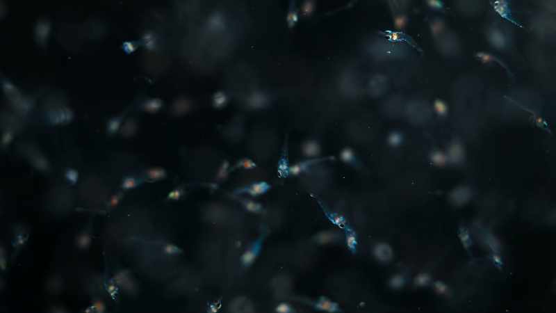 Millions of microscopic larvae swept out to sea