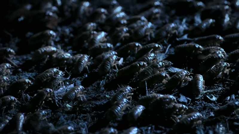 Millions of them, all emerging at the same time