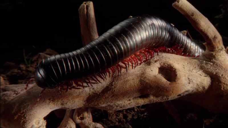 Millipedes were among the first arthropods to move up