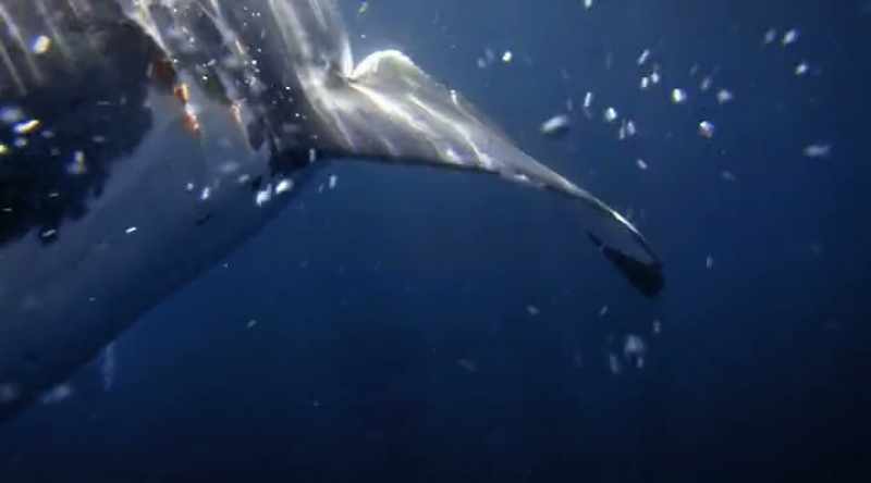 Miraculously the shark releases