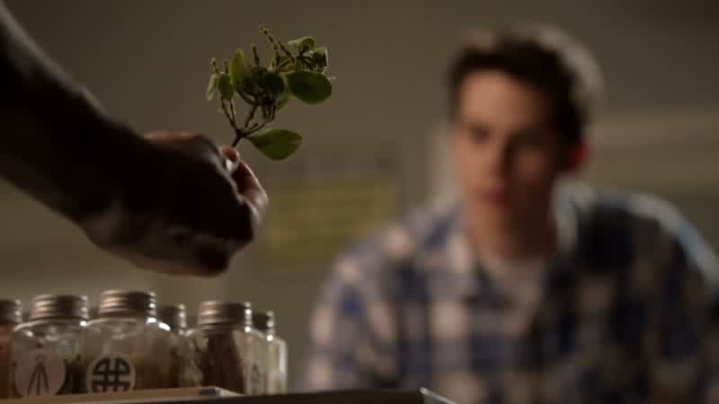 Mistletoe