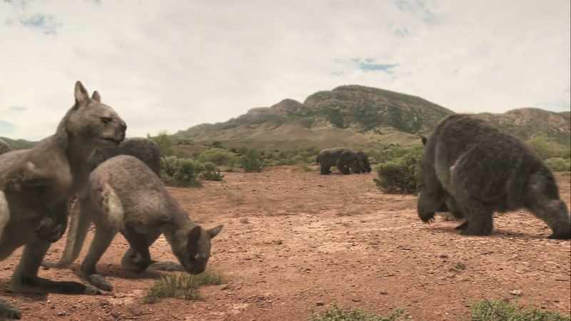 Modern mammals hadn't reached Australia yet