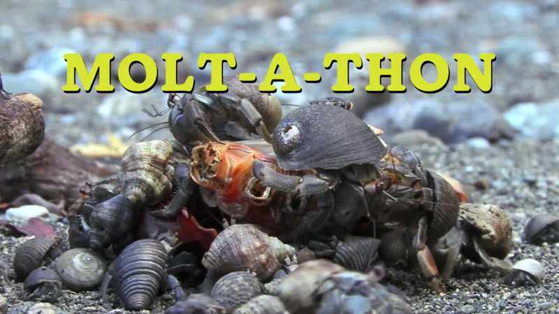 Molt-a-thon! - Can I get a good deal?
