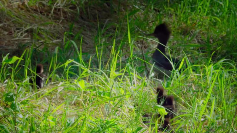 Mom calls her brood together