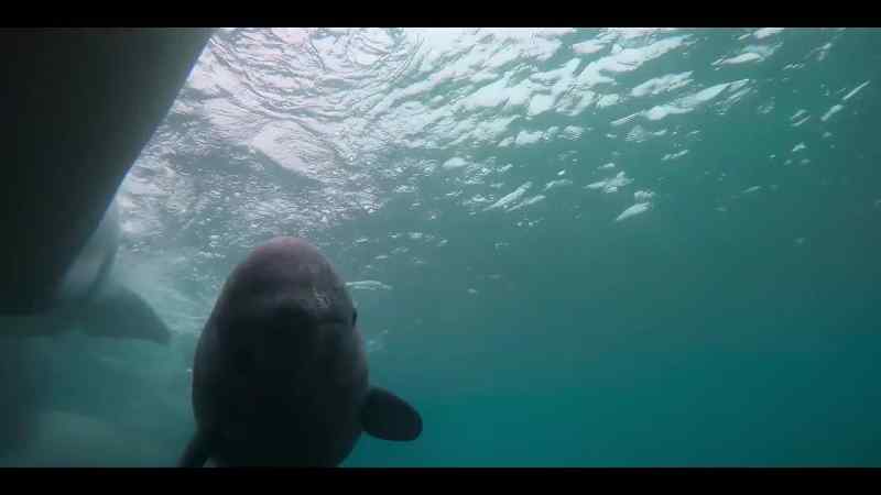 Mom shows her baby beluga