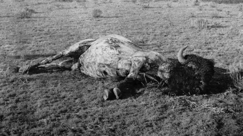 Momaday: Life was over, in a sense