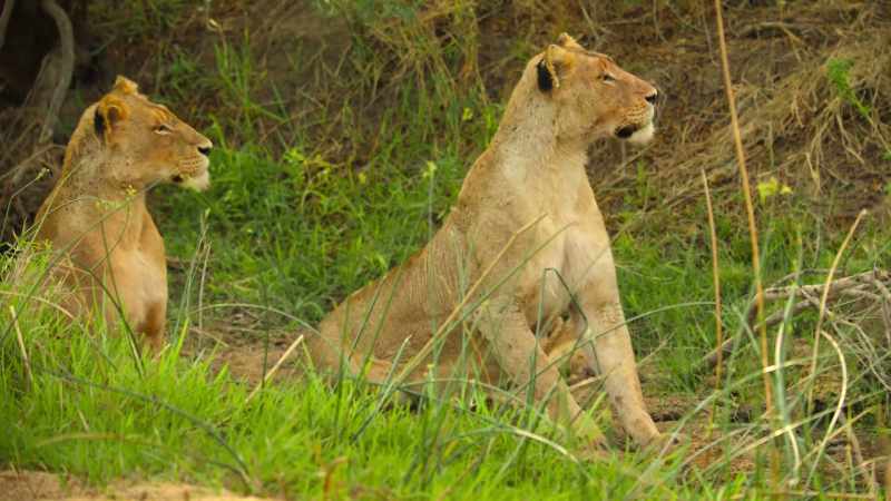 Mom's unsure how they'll react to her cubs