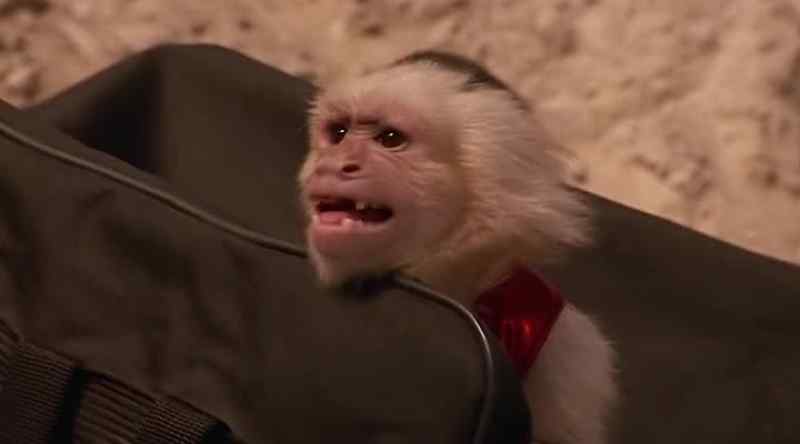 [MONKEY SCREECHING]