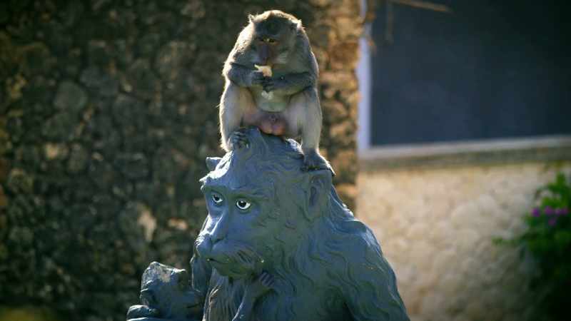 Monkeys are smart, but we've got a bigger racket