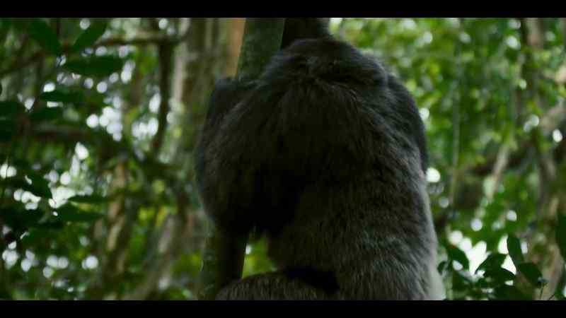Monkeys aren't rivals to chimps
