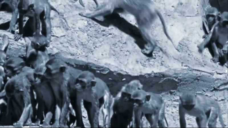 (monkeys howling)