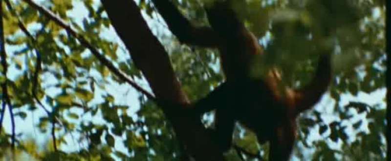 Monkeys make up over 80 of the world's monkey population